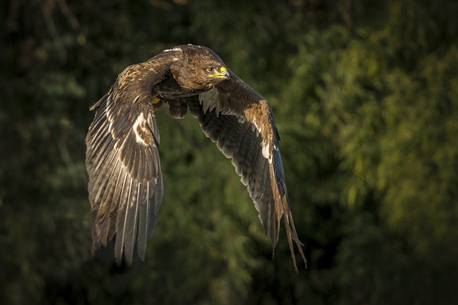 Обои картинки фото животные, птицы - хищники, птичка