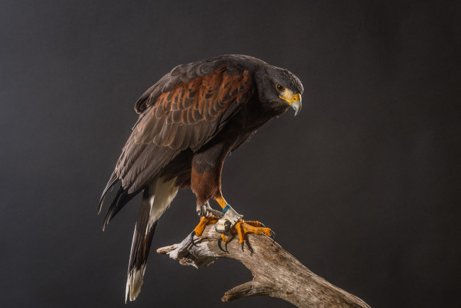 Обои картинки фото животные, птицы - хищники, птичка