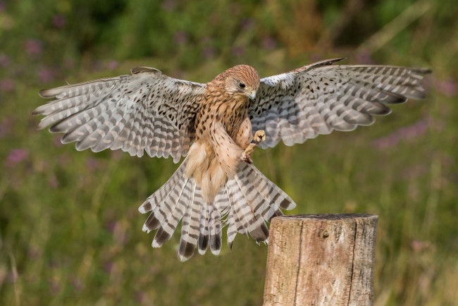 Обои картинки фото животные, птицы - хищники, птичка