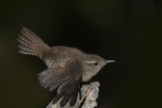 Обои картинки фото животные, птицы, птичка