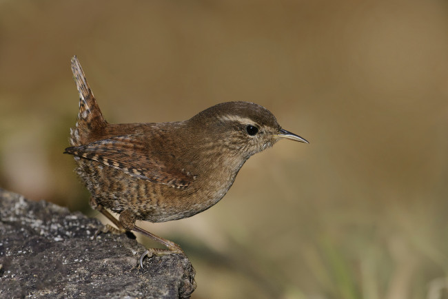 Обои картинки фото животные, птицы, птичка