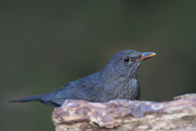 Обои картинки фото животные, птицы, птичка