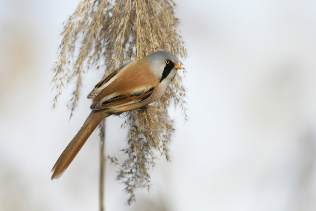 Обои картинки фото животные, птицы, птичка