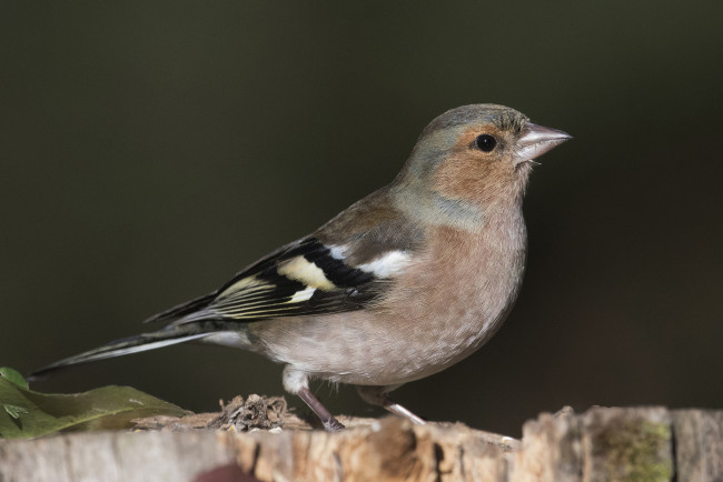 Обои картинки фото животные, птицы, птичка