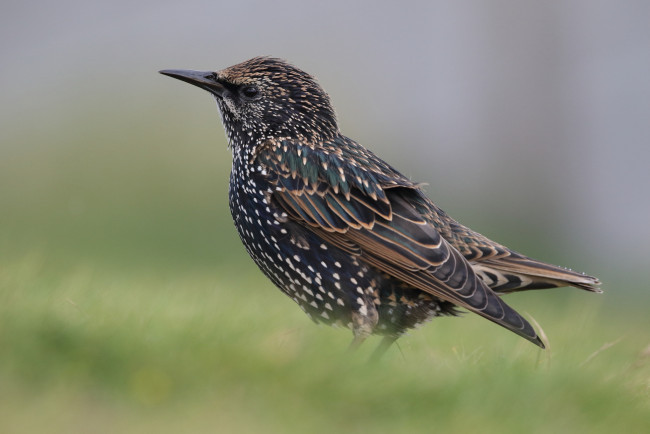 Обои картинки фото животные, птицы, птичка