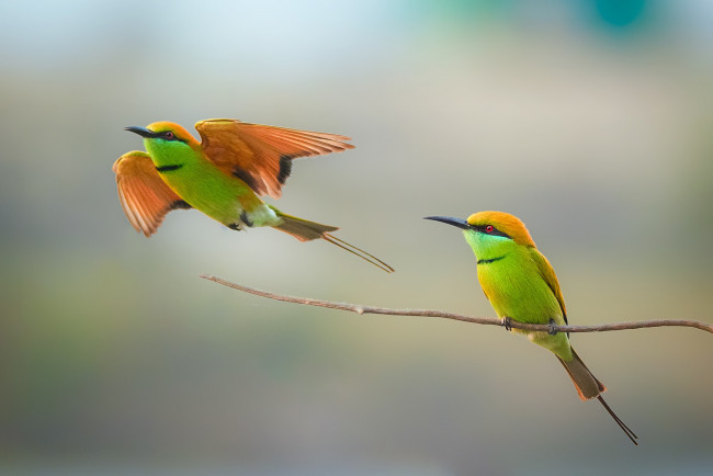 Обои картинки фото животные, щурки , пчелоеды, bee-eater, couple, wildlife, birds