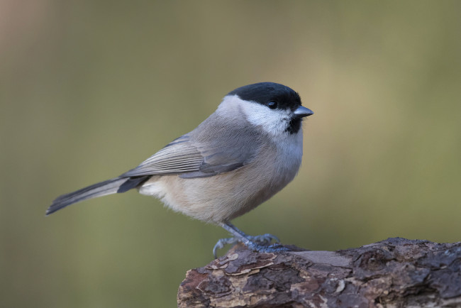 Обои картинки фото животные, синицы,  лазоревки, птичка