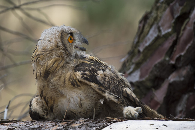 Обои картинки фото животные, совы, птичка