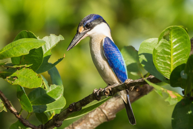 Обои картинки фото животные, зимородки, птичка