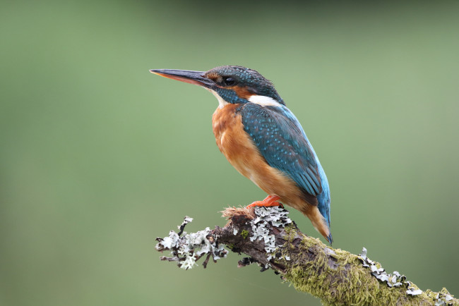 Обои картинки фото животные, зимородки, птичка