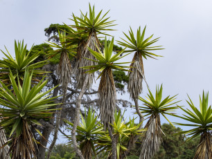 Картинка природа деревья пальма