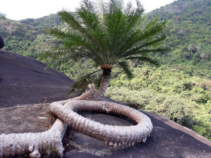 Картинка природа деревья пальма