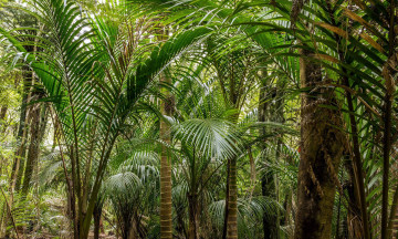 Картинка природа деревья пальма