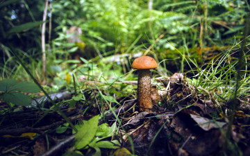 Картинка природа грибы подосиновик осень листья