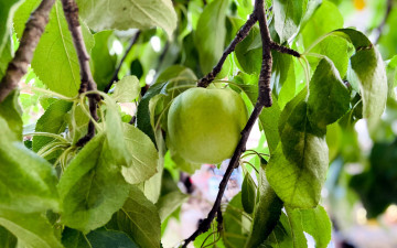 Картинка природа плоды яблоки