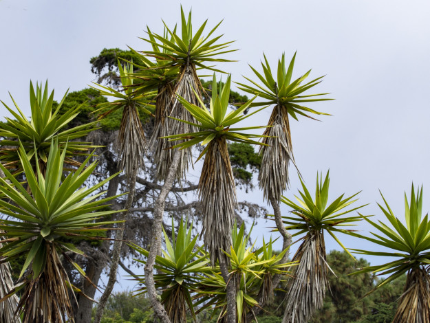 Обои картинки фото природа, деревья, пальма