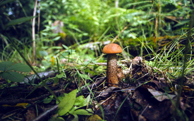 Обои картинки фото природа, грибы, подосиновик, осень, листья