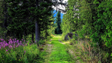 Картинка природа дороги лесная дорога