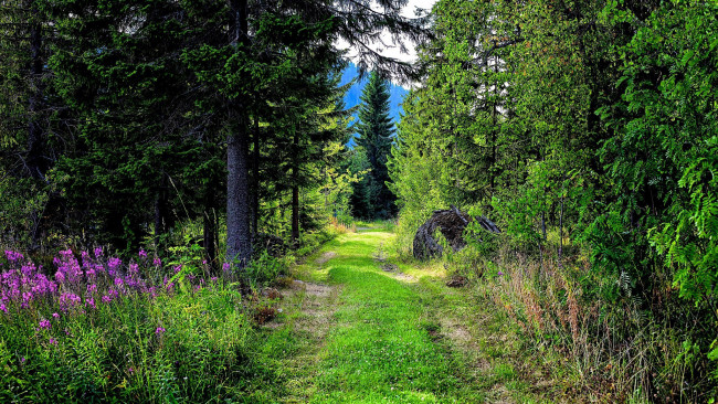 Обои картинки фото природа, дороги, лесная, дорога