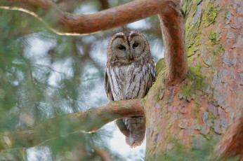 Картинка животные совы сова