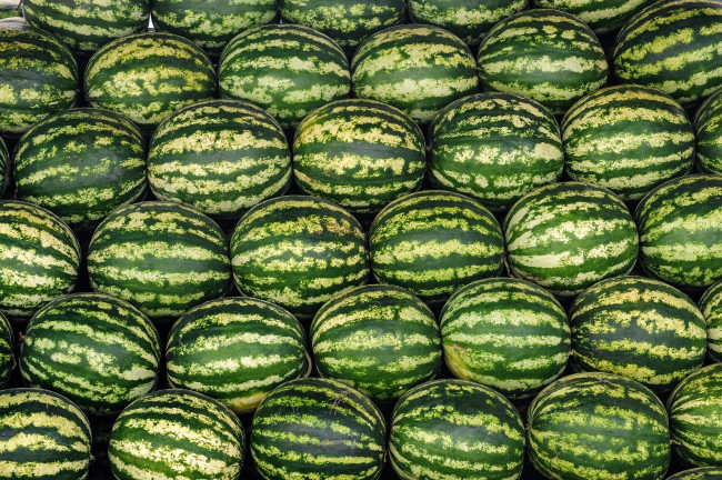 Обои картинки фото еда, арбуз, урожай, арбузы, много