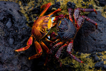 Картинка животные крабы +раки пара камни