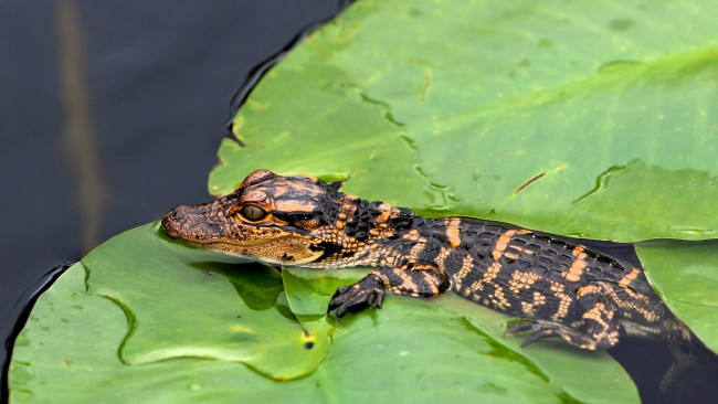 Обои картинки фото животные, крокодилы, крокодил, детеныш, листья, вода