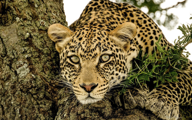 Обои картинки фото животные, леопарды, леопард, дерево, ветка