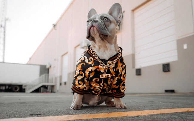 Обои картинки фото животные, собаки, пес, бульдог, одежда, цепочка, здание, склад, машина