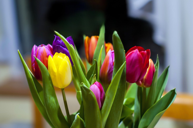 Обои картинки фото цветы, тюльпаны, цвета, листья, букет