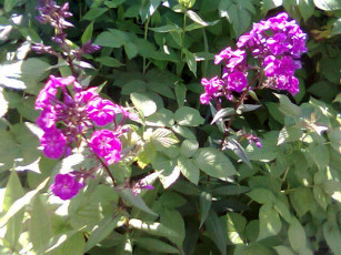 Картинка цветы флоксы