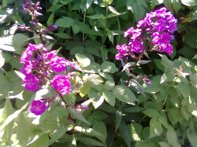 Обои картинки фото цветы, флоксы