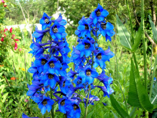 Картинка цветы дельфиниум