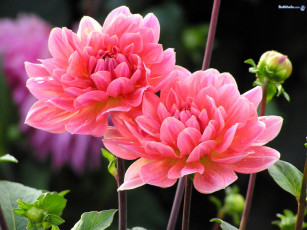 Картинка цветы георгины