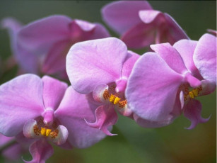 Картинка цветы орхидеи