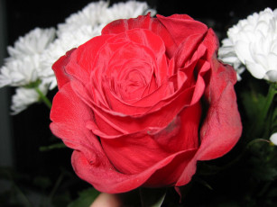 Картинка цветы розы