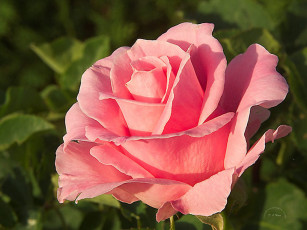 Картинка цветы розы