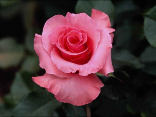 Картинка цветы розы