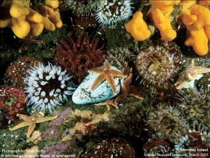 Картинка животные морская фауна