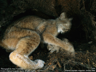 Картинка животные рыси