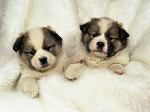 Картинка животные собаки