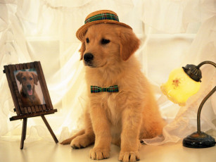 Картинка животные собаки