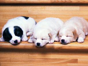 Картинка животные собаки