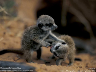 Картинка животные сурикаты