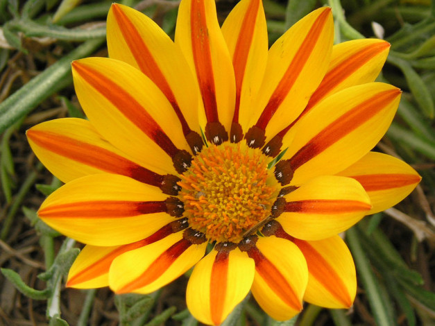 Обои картинки фото цветы, газания