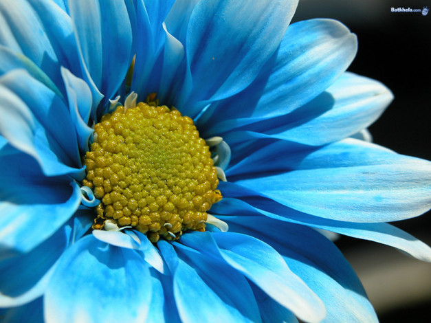 Обои картинки фото цветы, хризантемы