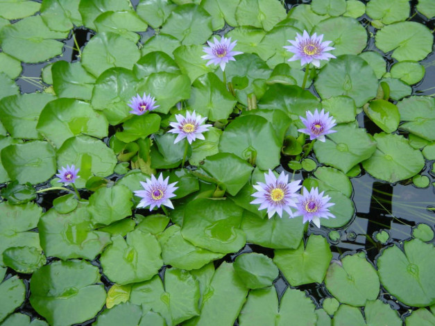 Обои картинки фото цветы, лилии, водяные, нимфеи, кувшинки