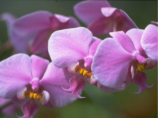Обои картинки фото цветы, орхидеи