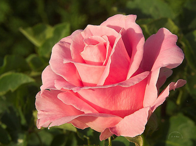 Обои картинки фото цветы, розы