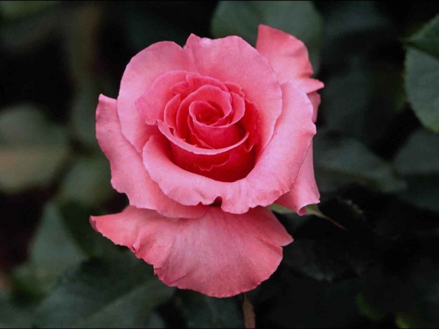 Обои картинки фото цветы, розы